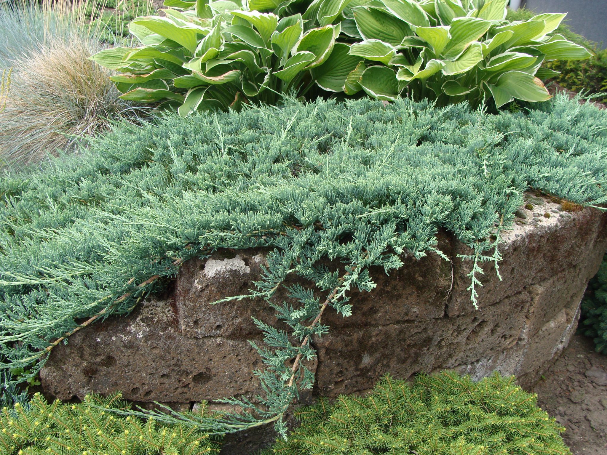 Juniperus horizontalis 'Wiltonii'